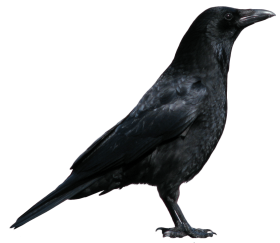 7-crow-png-image