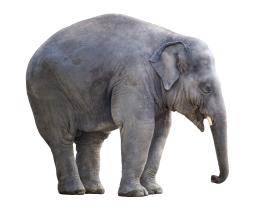 Big Elephant PNG