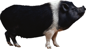 Black pig from side