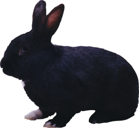 black rabbit