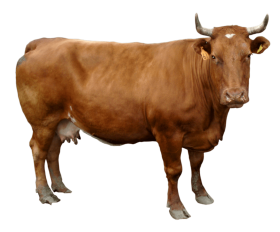 Brown cow