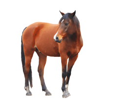 brown Horse