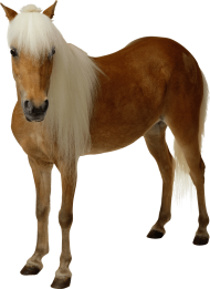Brown horse with long hair
