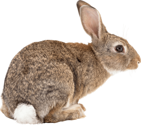 brown rabbit sideview