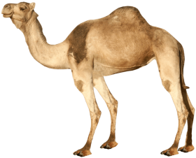Camel from side