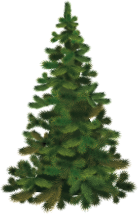 Christmas Tree Fir