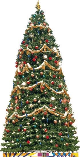 Big Traditional Christmas Tree