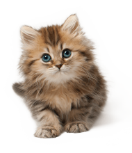 Cute Cat Kitten PNG