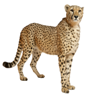 Cute Cheetah