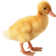 cute little Duckling