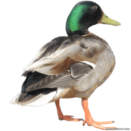 duck from behind