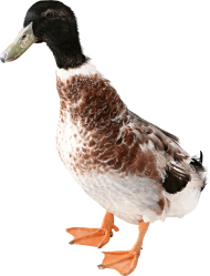 duck from front