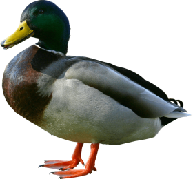 duck from side