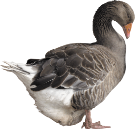grey goose
