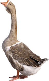 grey young goose