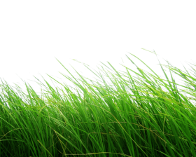High Grass