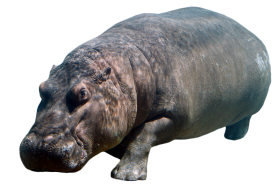 Hippo Standing