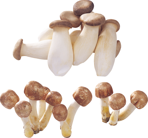 alot of Mushrooms