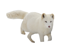 Arctic Snow Fox