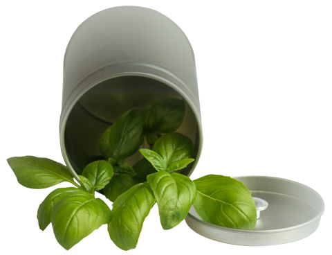 Basil Leaf Pot