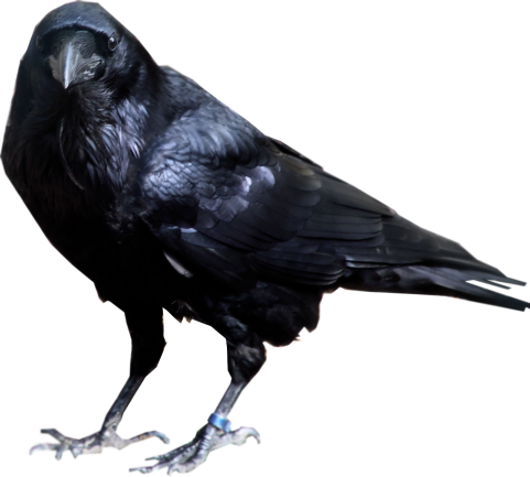 Black Crow Standing