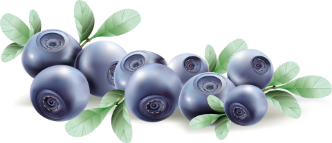 Blueberry Drawing
