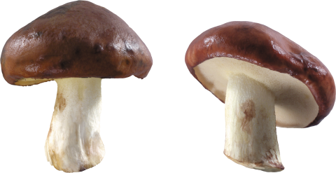 Brown and White Mushrooms