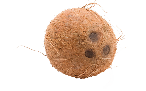 Brown Cocunut