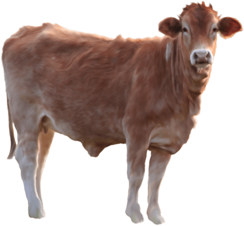 Brown Cow Standing