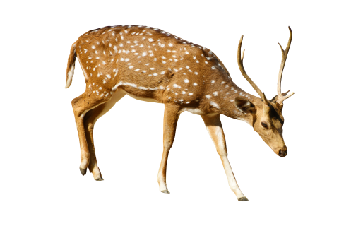 Brown Deer With White Spots Standing