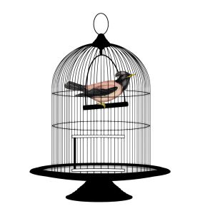 Cage Bird