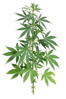 Cannabis Plant full