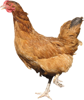 Chicken Standing