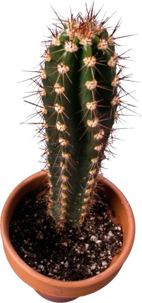 Classic Cactus topview