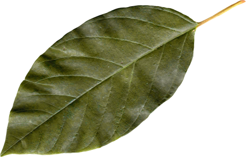 Classic green leaf