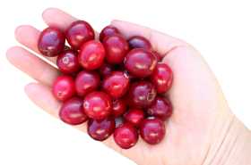 Cranberry in hand