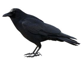 Crow Black
