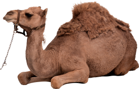Desert Camel Sitting
