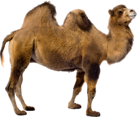 Desert Camel Standing