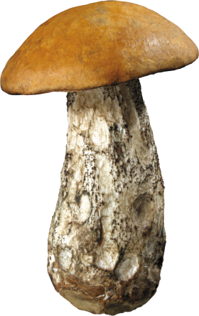 Dirty Mushroom