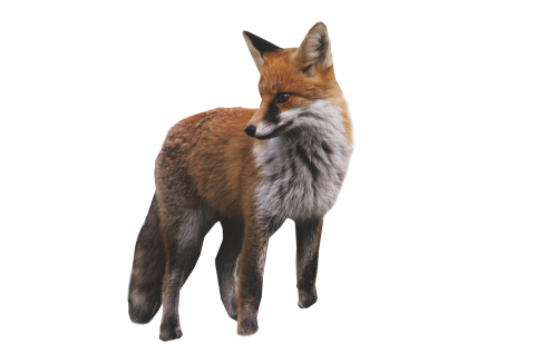 Fox Standing
