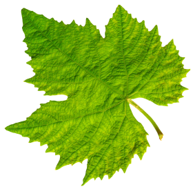 Grape Vine Leaf