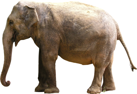 Gray Elephant Standing