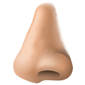 Human Nose