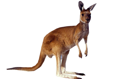Kangaroo Standing