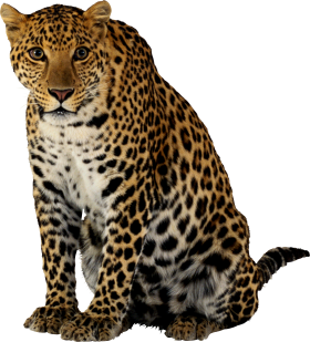 Leopard Sitting