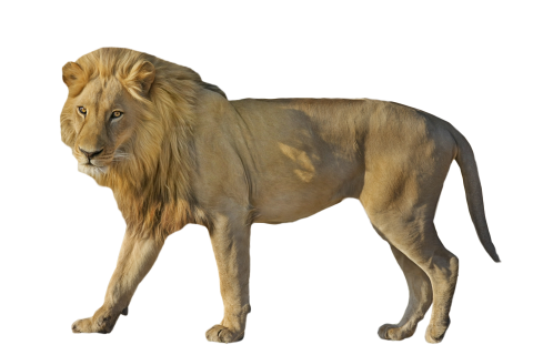 Lion Wildcat  Standing