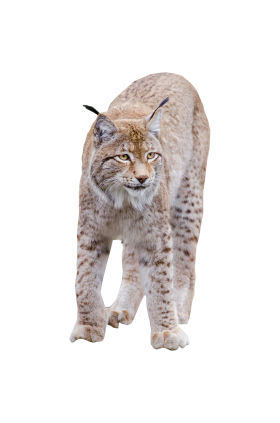 Lynx Standing