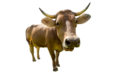 Male Cow Standing