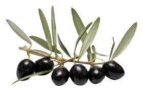 Olive With Leaves